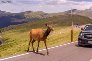 Elk