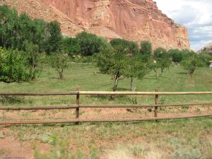 Fruit trees